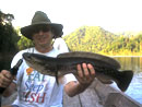 Giant Snakehead from Cheow Lan.