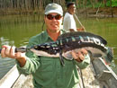 Giant Snakehead from Cheow Lan.