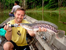 Giant Snakehead from Cheow Lan.