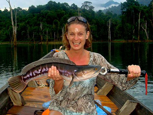 Giant Snakehead Jungle fishing Thailand.