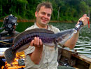 Giant Snakehead jungle fishing.