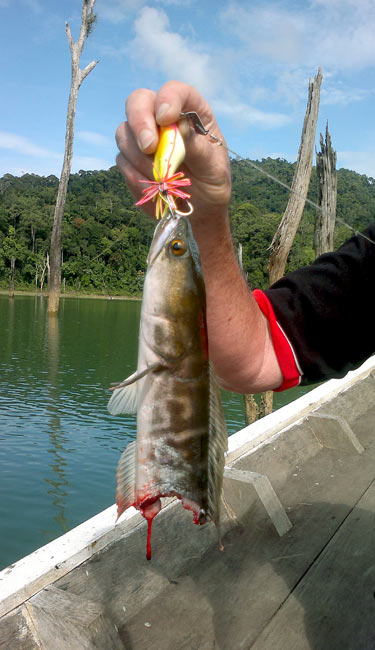 Giant Snakehead Jungle fishing Thailand.