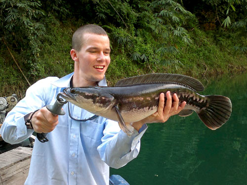 Giant Snakehead Jungle fishing Thailand.