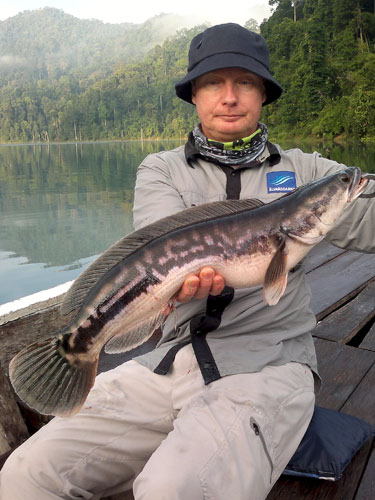 Giant Snakehead Jungle fishing Thailand.