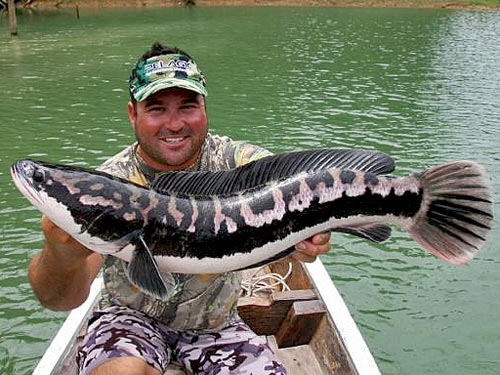 Giant Snakehead Jungle fishing Thailand.