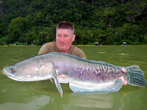 Massive Giant Snakehead from EFT!