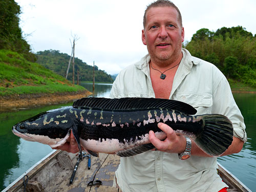 Giant Snakehead Jungle fishing Thailand.