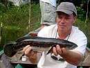 Giant Snakehead jungle fishing.