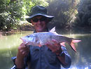 Hampala Barb from Jungle Fishing.