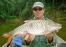 Huge Hampala Barb Jungle Fishing.