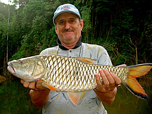 Hampala Barb Jungle fishing Thailand.