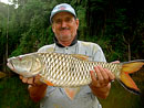 Hampala Barb from Cheow Lan Lake.