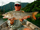 Hampala Barb from Cheow Lan Lake.