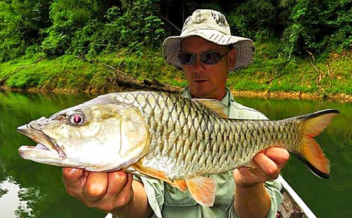 Hampala Barb Jungle fishing Thailand.