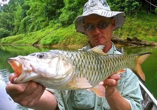 Hampala Barb Jungle fishing Thailand.