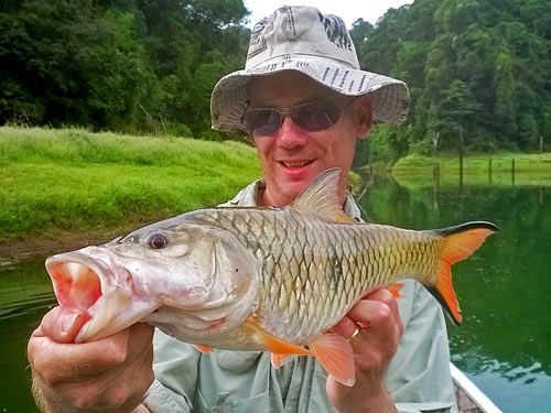 Hampala Barb from the jungle.