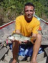 Hampala Barb on a surface lure.