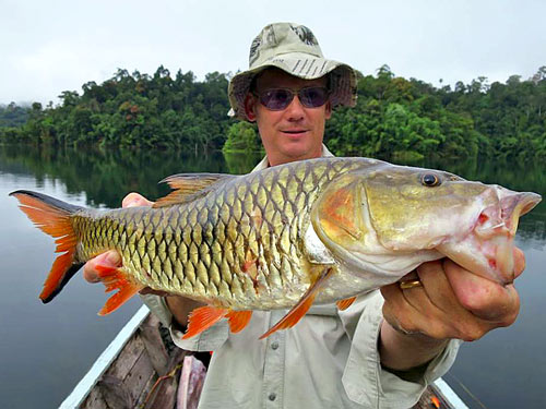 Hampala Barb Jungle fishing Thailand.