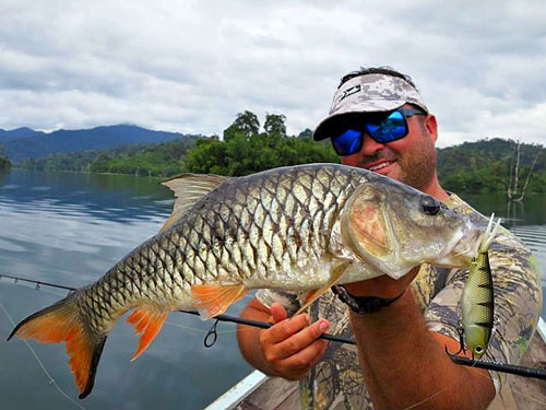 Hampala Barb Jungle fishing Thailand.