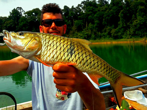 Hampala Barb Jungle fishing Thailand.