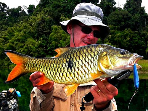 Hampala Barb from the jungle.