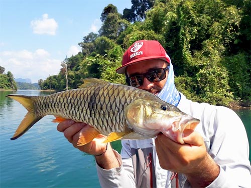 Hampala Barb jungle fishing.