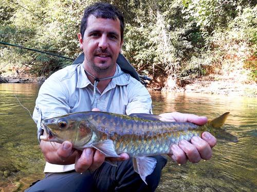 Mahseer at Cheow Lan.