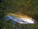 Mahseer Jungle Fly Fishing..