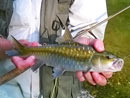 Mahseer Jungle Fly Fishing..