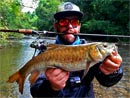 Mahseer on lure from Khao Sok National Park.