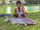 Giant Mekong Catfish.