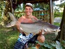 Giant Mekong Catfish.