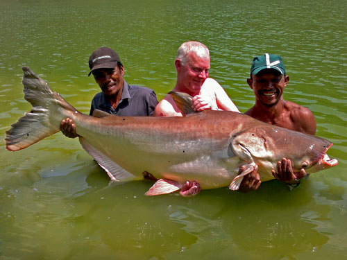 Giant Mekong Catfish.