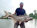 Giant Mekong Catfish in Bangkok.