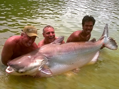 Mekong Catfish