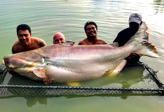 Giant Mekong Catfish from IT Monster Lake.