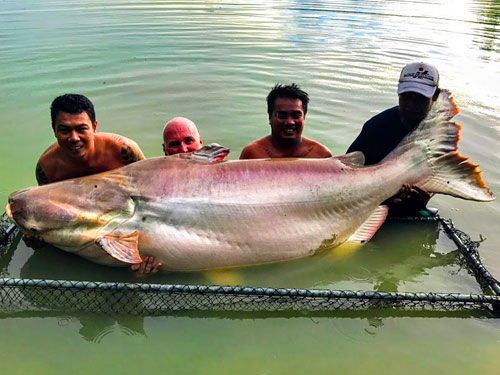 XXL Cheow Phraya Catfish.