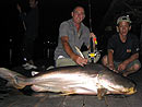 Giant Mekong Catfish in Bangkok.