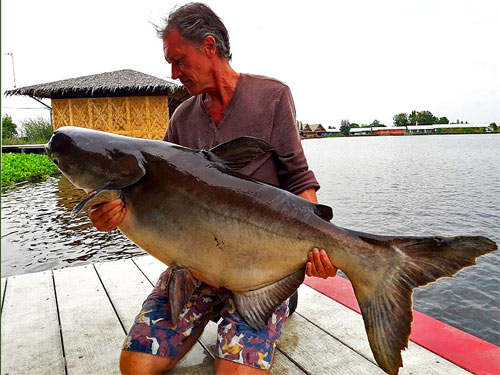 Giant Mekong Catfish from the New Bungsamran