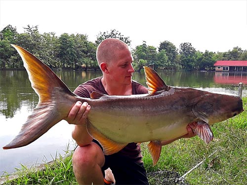Giant Mekong Catfish at Taipar Lake.