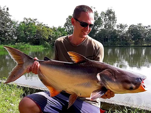 Giant Mekong Catfish at Taipar Lake.