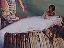 Giant Mekong Catfish in Bungsam Lan Lake.