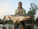 Giant Mekong Catfish in Bangkok.