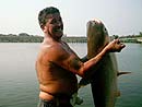 Giant Mekong Catfish in Bangkok.