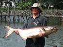 Giant Mekong Catfish in Bangkok.