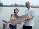 Giant Mekong Catfish in Bangkok.