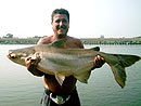 Giant Mekong Catfish in Bangkok.