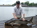 Giant Mekong Catfish in Bangkok.