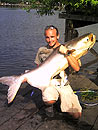 Giant Mekong Catfish.