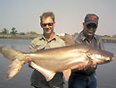 Giant Mekong Catfish in Bangkok.